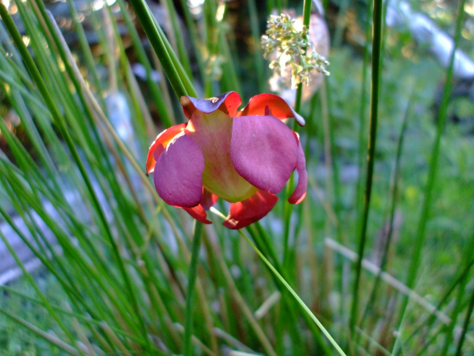 Sarracenia purpurea